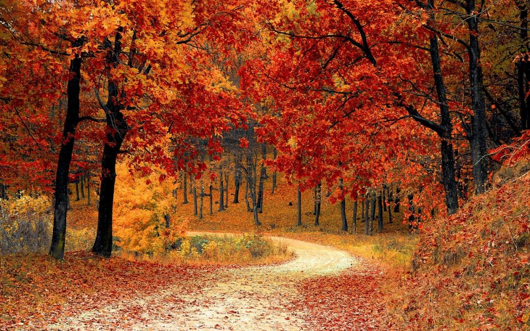 Trees During the Fall Season